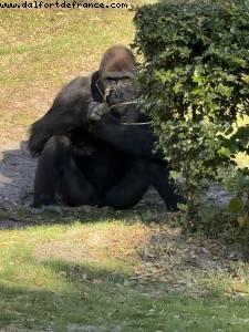 Animal kingdom - Walt Disney World