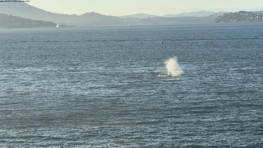 Baleines - San Francisco, California