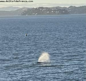 Baleines - San Francisco, California