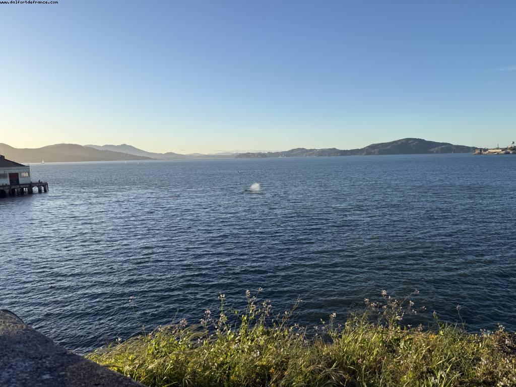 Baleines - San Francisco, California